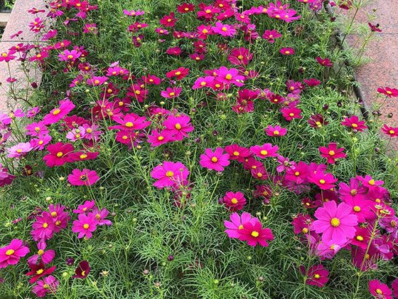 江门花篮庆典-室内外花木植物租摆